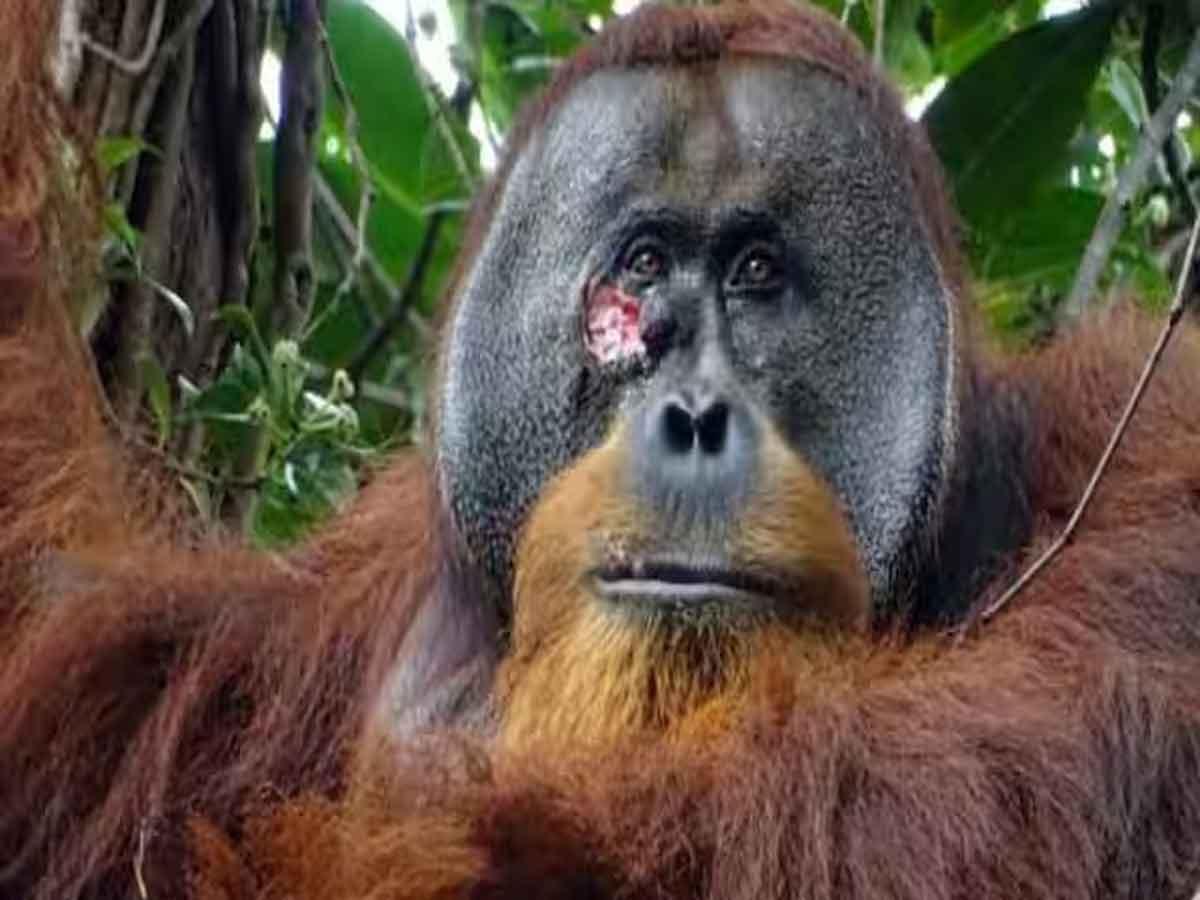 Orangutan ने कुदरती तरीके से अपने ही चेहरे का किया इलाज, पहली बार हुआ रिकॉर्ड